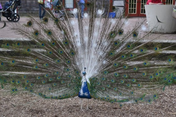 This peacock roams free at Beardsley Zoo and isn't afraid to strut his stuff.