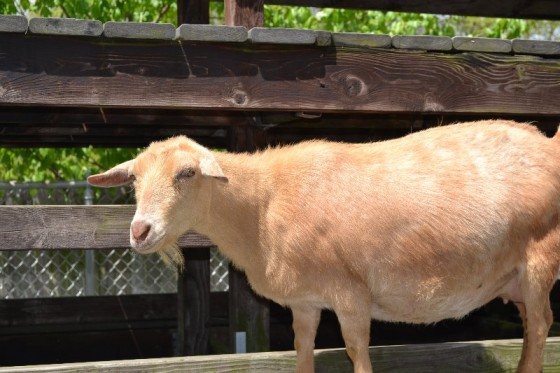 The goats at Beardsley Zoo were pretty playful. 
