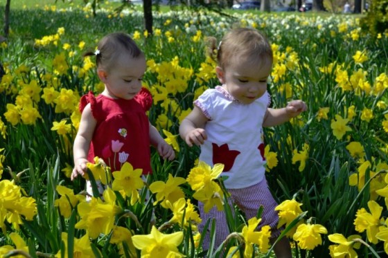 Out little love bugs enjoyed walking through a forest of daffodils.