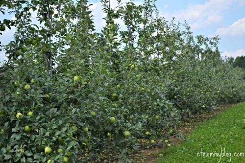 Apples Norton Brothers Fruit Farm