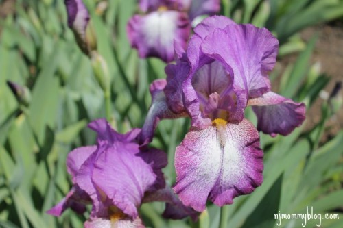 Presby Memorial Iris Gardens Montclair