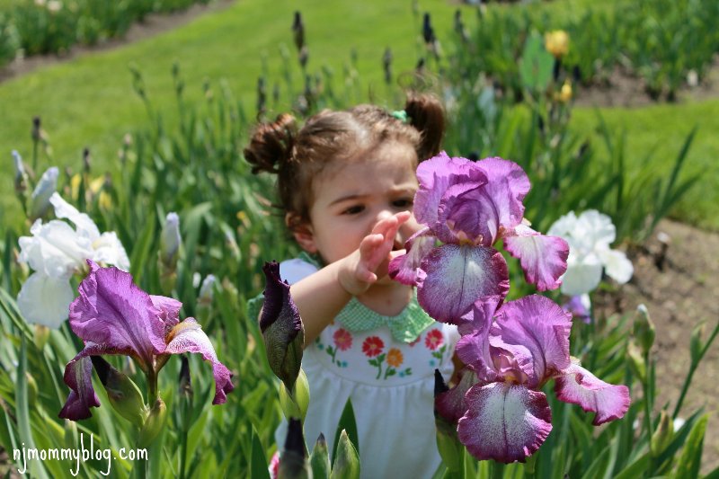 Presby Memorial Iris Gardens In Montclair Nj Nj Mommy Blog