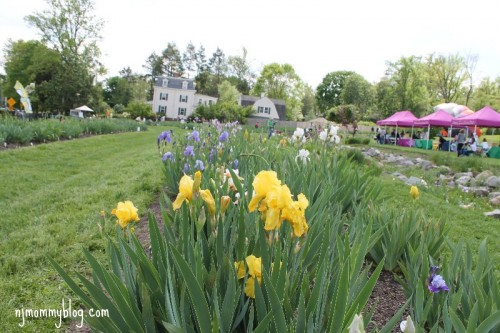 Presby Memorial Iris Gardens Montclair