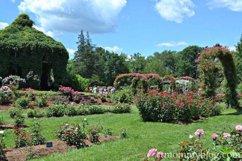 Elizabeth Park Rose Garden In West Hartford Ct Ct Mommy Blog
