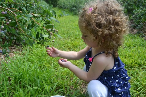 Blueberry Picking Lyman Orchards