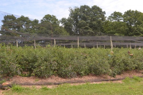 Lyman Orchards Blueberry Picking