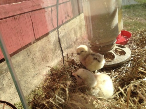 Newborn Chicks at Cheshire Hollow Farm