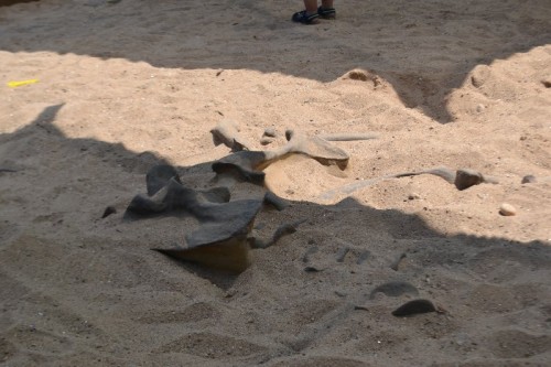 Lake Compounce Dinosaur Dig