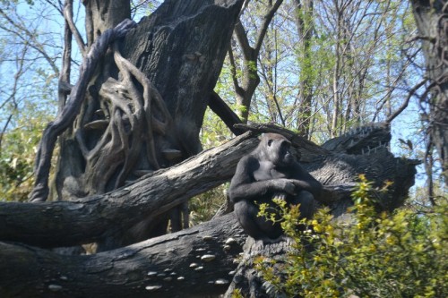 Gorillas Bronx Zoo