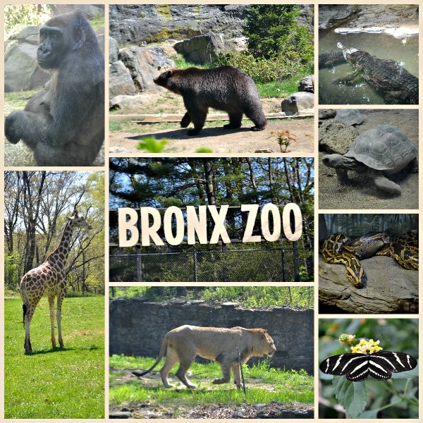 Day Trip To The Bronx Zoo Ct Mommy Blog