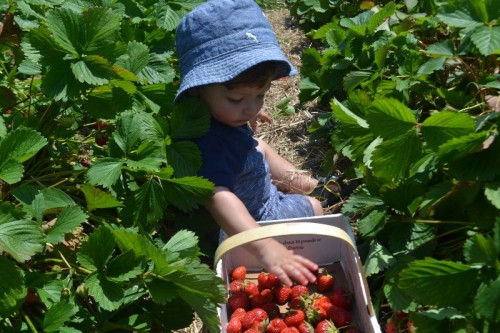 Strawberry Picking Shelton CT