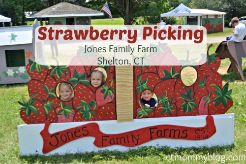 PYO Strawberries Jones Farm CT