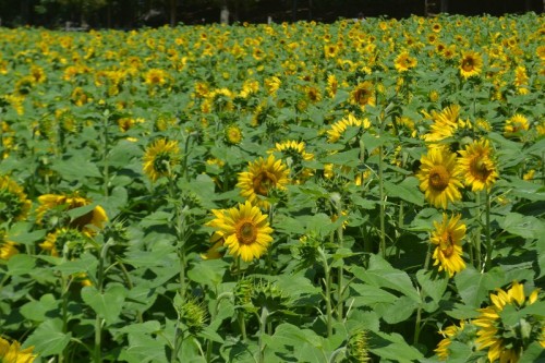 Sunflower Farms CT