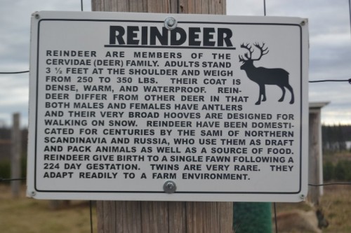 Reindeer Dzen Farm CT