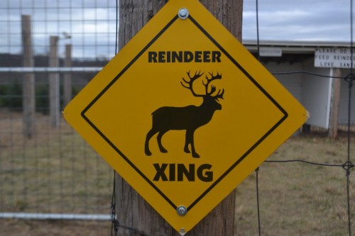 Reindeer Crossing 
