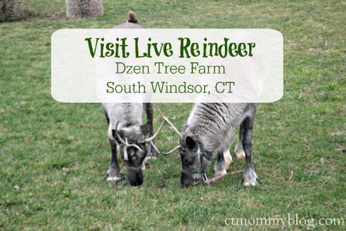 Live Reindeer Dzen Tree Farm South Windsor, CT