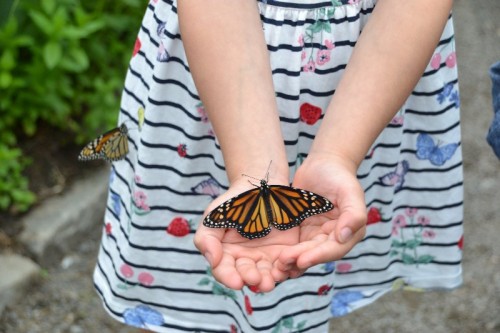 Butterfly Release The Children's Museum