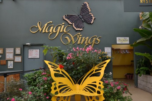 Magic Wings South Deerfield MA